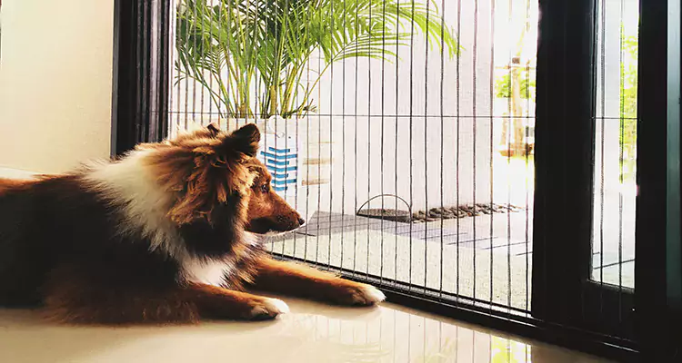 Sliding Screen Pet Door Repair in Naples, FL