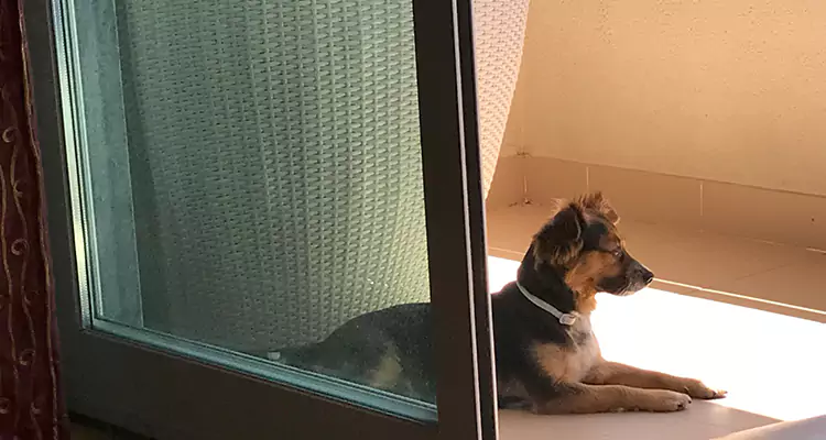 French Door Pet Screen Repair in Naples, FL